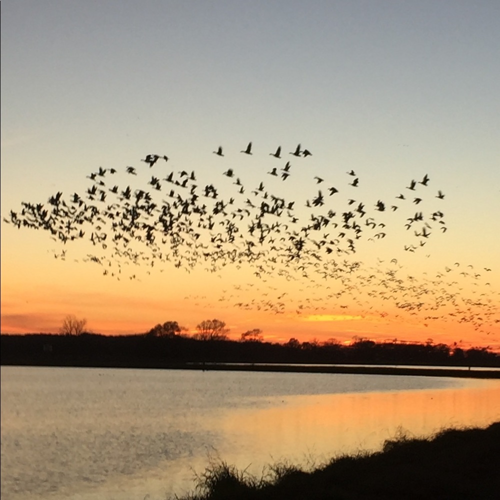 Meet your Posher, Lane